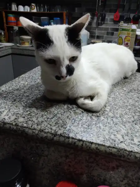 mainImg