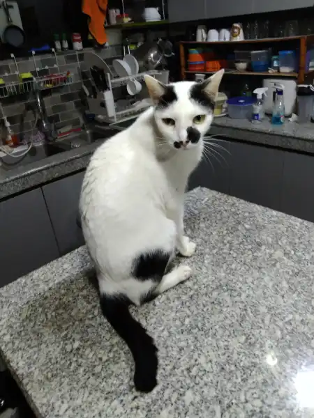 mainImg
